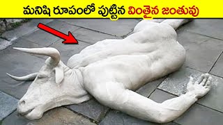 🔵 వింతగా పుట్టిన ఆవులు | Cows That Are Born Only Once In a Thousand Years | animals videos | facts