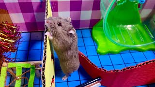 Hamster Obstacle Course Dinosaurus, Hamster Go To Running Wheel - DIY PART 2