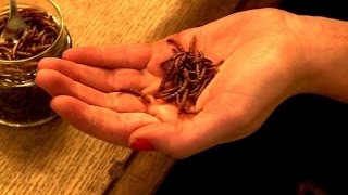 Insekten zum Essen: Wie man Mehlwürmer selbst züchtet