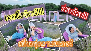 เที่ยวทุ่งลาเวนเดอร์ ถ่ายรูปรัวๆ Lavender field