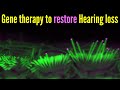 Discovery advances the potential of gene therapy to restore hearing loss