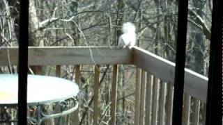 Two White Squirrels 2-25-12.MOV
