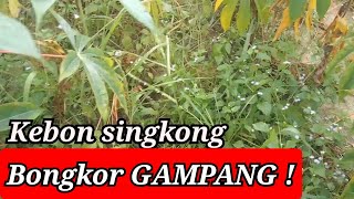 cara penyemprotan gulma pada tanaman singkong