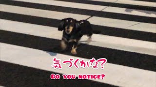 お散歩中に突然パパを見つけた時の子犬の反応 #shorts