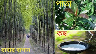 রাবার বাগান,শ্রীমঙ্গল, সিলেট।Rubber Garden, Srimangal, Sylhet(SAIFUL360°) Dhaka,Bangladesh