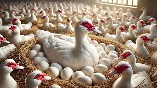 Muscovy Duck Farm - How To Raise Muscovy Ducks For Eggs - Poultry Farming