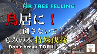 鳥居に！倒さないで！ もみの木【特殊伐採】Fir tree felling  伐採  伐倒  husqvarna t540ixp  stihl ms500i