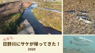 2020今年も日野川にサケが帰ってきた！