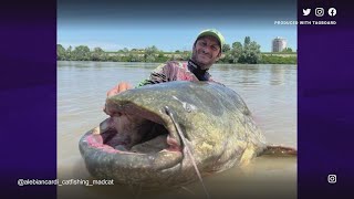 World record catfish caught? Check out the size (and yes -- the massive fish was later released)