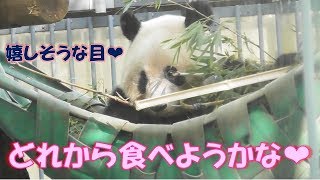 11/11シャンシャンやっぱりシャンモックが大好き❤美味しい笑顔でもぐもぐタイム！上野動物園【パンダ生活チャンネル】