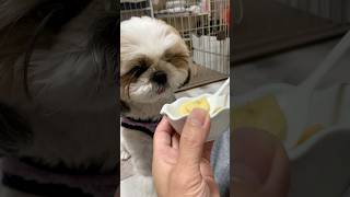 大吉くんが大好きなバナナを食べる時…🍌😆#shorts #癒し #シーズー #shihtzu #かわいい #犬