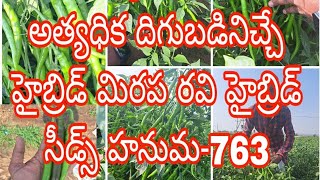 Ravi hybrid seeds hanuma-763#best chilli hybrid