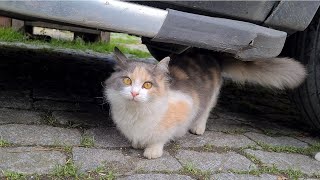 Incredibly cute street cats with wonderful facial beauty.