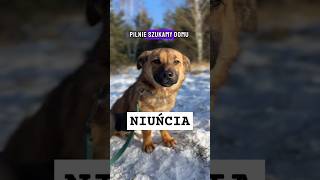 NIUŃCIA - jest gotowa do pokochania i adoptowania / czytaj opis ! #dog #pies #schronisko #shortvideo