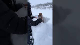 雪まみれの犬#shorts