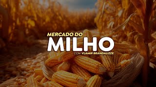 Mercado do milho deve sustentar bons preços; fundamentos para 2025 são de alta.