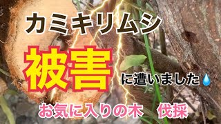 カミキリムシの被害