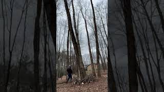 Dropping Ash with a Narrow Path #shorts #chainsaw #farming #homesteading #outdoors