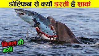 आखिर shark डॉलफिन से इतना डरती क्यों है shark vs dolphin who is more powerfull ! animals ! sea fish