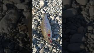 Hutt river rainbow trout.