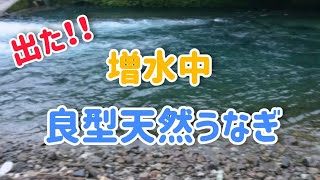 出た！！増水中の良型天然うなぎ