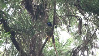 神奈川県大磯町のサンコウチョウ（雄）抱卵中　その４（4K60P動画）