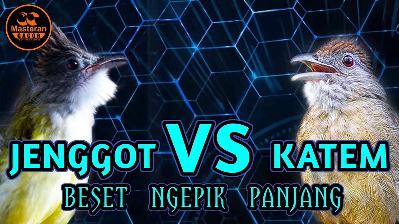 KAPAS TEMBAK VS CUCAK JENGGOT GACOR NGEPIK BESET PANJANG COCOK BUAT ...