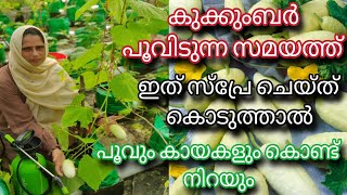 Cucumber Farming tips | കുക്കുമ്പർ പൂവിടുന്ന സമയത്ത് ഇത് സ്പ്രേ ചെയ്താൽ പൂവും കായും കൊണ്ട് നിറയും