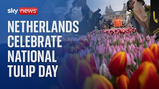 Happy National Tulip Day!