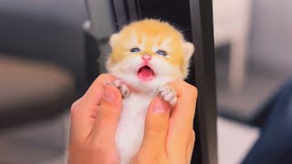 子猫たちの可愛さは、言葉では表せないくらい素晴らしい！