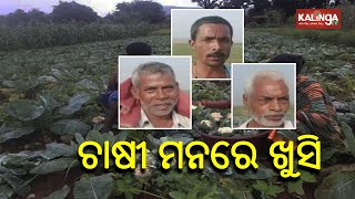 Farmers Express Happiness Over Good Vegetable Farming In Cuttack's Salepur || KalingaTV