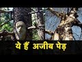 Download #Trees || Strange Trees || Mysterious Trees In Mp4 3Gp Full HD Video
