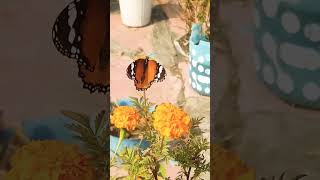 Butterfly Aunty..#comedy #comedyshorts #utubeshorts #trending #utube #viralshorts #viralvideo