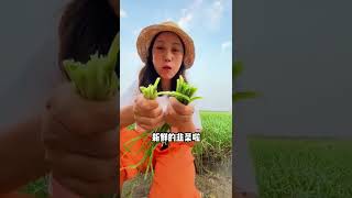 306 大秧农场 独根红韭菜根 ，手工挖取，现在正是种植季节，阳台小院都能种 #韭菜 #韭菜根  #独根红韭菜根  @快手创作者中心O3xrgtux2ehryffe