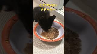 世界で一番かわいいクチャクチャ音　我が家の子猫はクチャラー