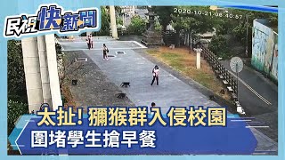 太扯! 獼猴群入侵校園 圍堵學生搶早餐－民視新聞