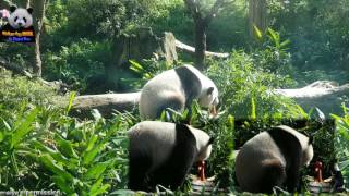 20170128 大年初一圓仔吃金雞大餐 The Giant Panda Yuan Zai