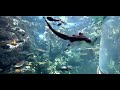 Tropical Reef Camera   live underwater video of fish & coral   Explore org