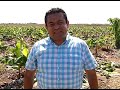 el agro plátano el tesoro de barra ciega