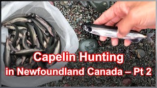 Capelin rolling on a rainy summer morning - Middle Cove, Newfoundland