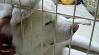 【秋田犬げんき】怒りたいけど触られる耳は気持ち良い【akita dog】