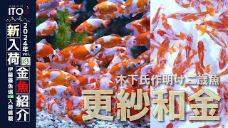 【伊藤養魚場入荷情報2024年vol.４(2024年2月17日)】木下氏作明け二歳更紗和金入荷!!