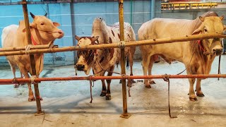 Puran Dhakar Qurbani Goru 2023 • Eid UL Adha • ঢাকাইয়া কোরবানি • Qurbani Goru • Cow Lovers