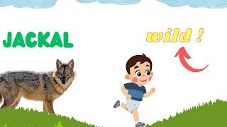 Jackal Lesson For Kids | Can Jackals be Domesticated | How Many Jackals are Left in The World