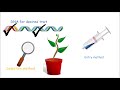 How to Make a Genetically Modified Plant