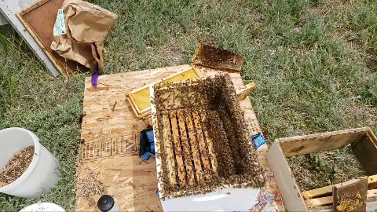 Wild Honey Bee Swarm Removal From 100 Year Old Barn Continued - YouTube