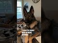 a german shepherds dreamy christmas