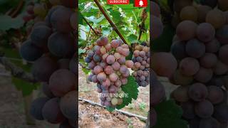 Avoid These Common Mistakes When Growing Grapes: Expert Tips