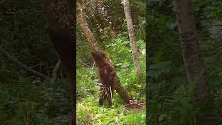 Black Bear scratching and climbing