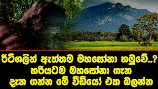 රිටිගලින් ඇත්තම මහසෝනා හමුවේ..? හරියටම මහසෝනා ගැන දැන ගන්න මේ වීඩියෝ එක බලන්න - Ritigala Mountain